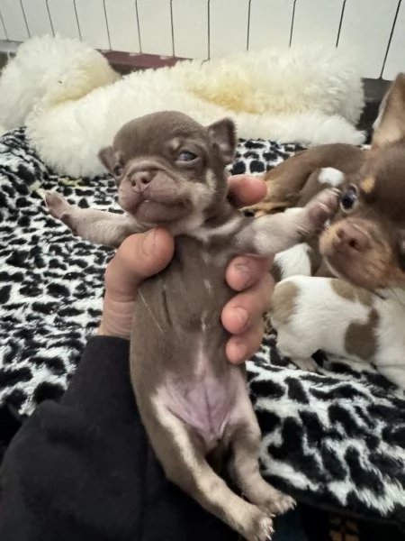 Disponibili a Dicembre: 3 Cuccioli di Chihuahua (Russi) Femmina con Pedigree! | Foto 4