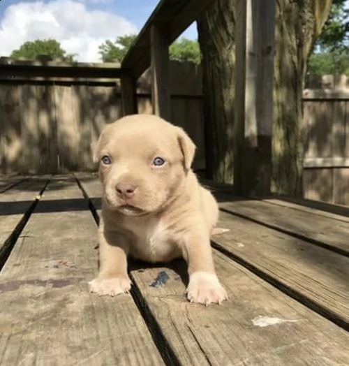 regalo bellissimi cuccioli di labrador .