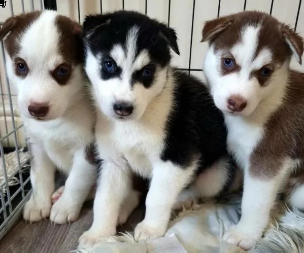 regalo cuccioli siberian husky  maschio e femmina .