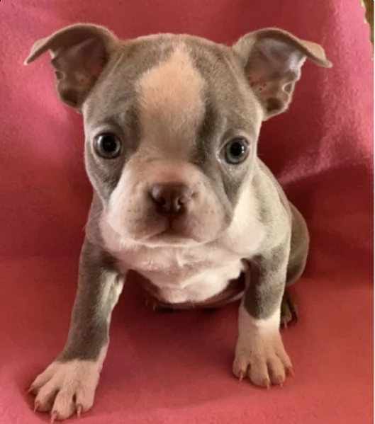 adorabili cuccioli  boston terrier  femminucce e maschietti disponibili 