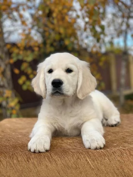 meravigliosi cuccioli di golden retriever