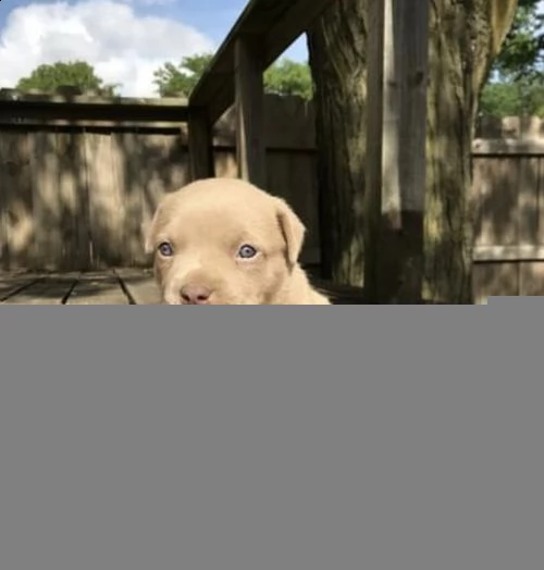 regalo bellissimi cuccioli di labrador .