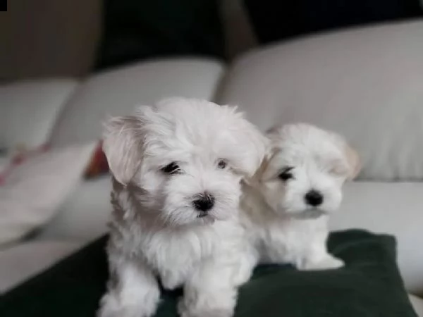 regalo adorabili cuccioli  maltese 