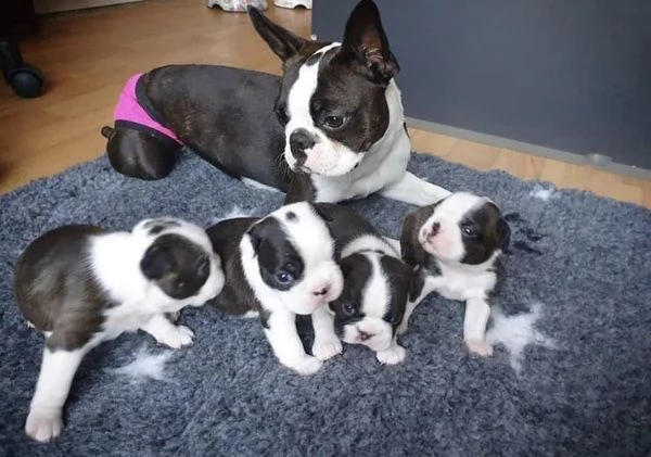 regalo boston terrier  cuccioli, maschio e femmina