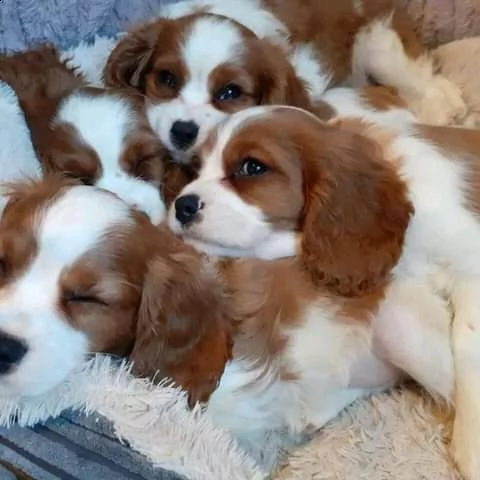 cuccioli di cavalier king  femminucce e maschietti per l'adozione gratuita i cuccioli sono vaccinati