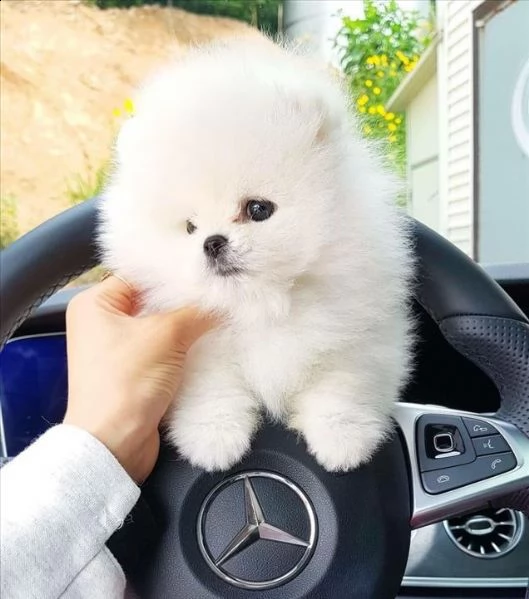 vendo cuccioli di pomerania bianchi giocosi  | Foto 0