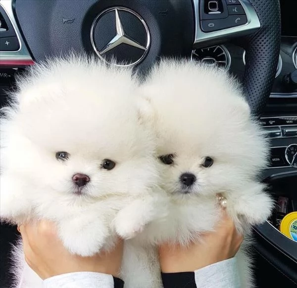 vendo cuccioli di pomerania bianchi giocosi 