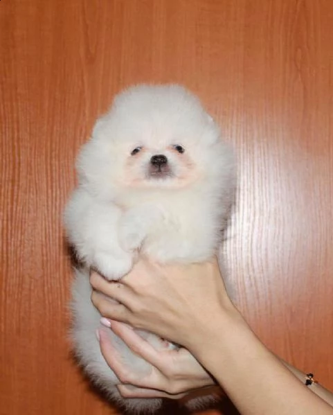 cuccioli di pomerania bianchi  | Foto 0