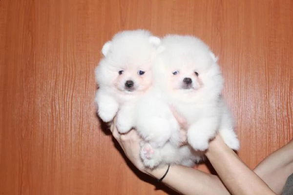 cuccioli di pomerania bianchi 