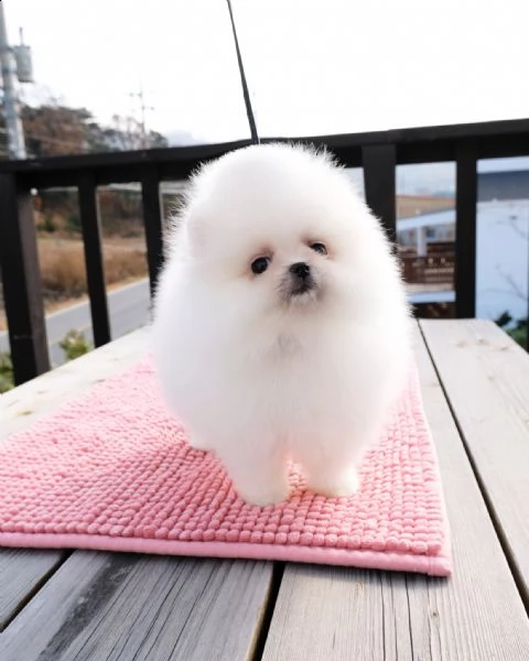 spitz pomerania toy di 3 mesi | Foto 0