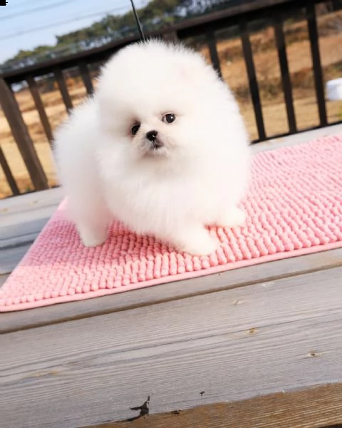 spitz pomerania toy di 3 mesi