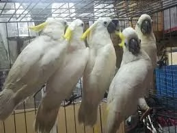 vendo pappagalli cacatua parlanti.