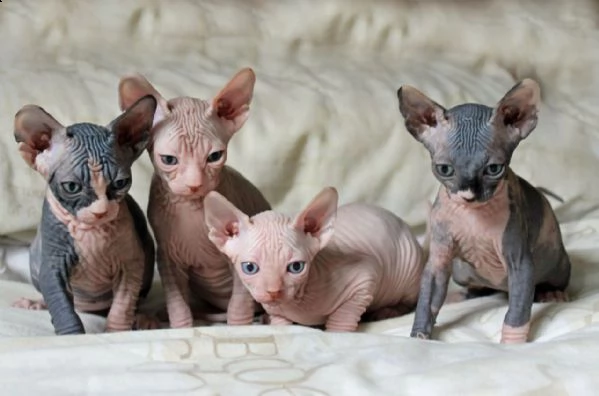 bellissimi gattini sphynx