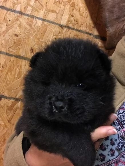 cuccioli affettuosi di chow chow per il reinserimento