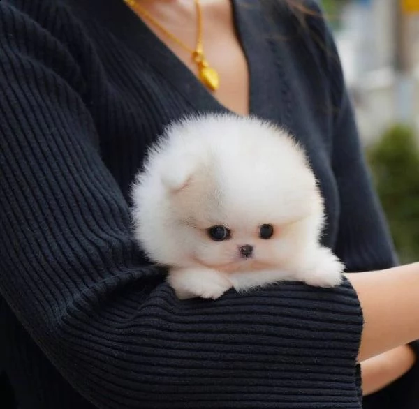  regalo volpino pomerania cuccioli