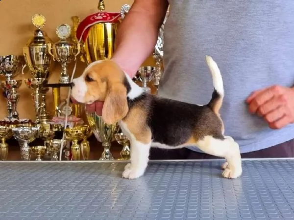 regalo adorabili cuccioli  bassotto femminucce e maschietti