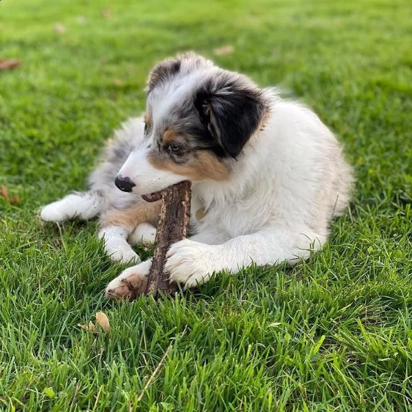 regalo adorabili cuccioli pastore australiano femminucce e maschietti