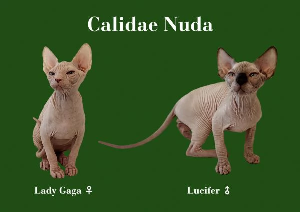 Due Cuccioli di Gatto Sphynx da compagnia