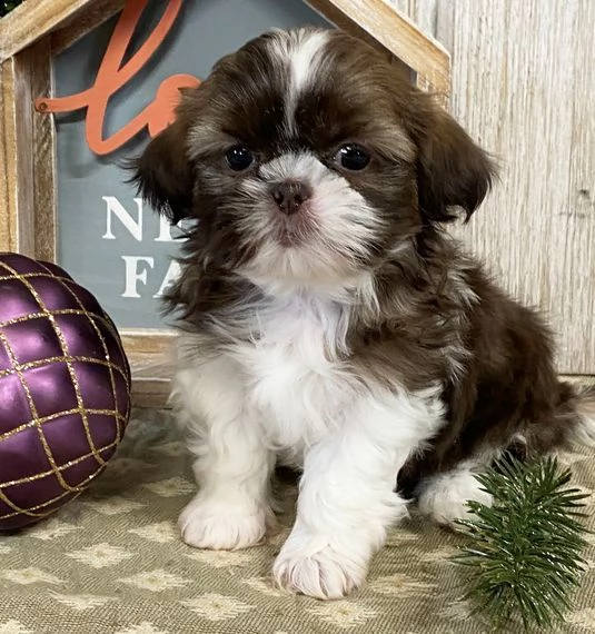 regalo bellissimi cuccioli allevati shih-tzu, colore bianco e nero.