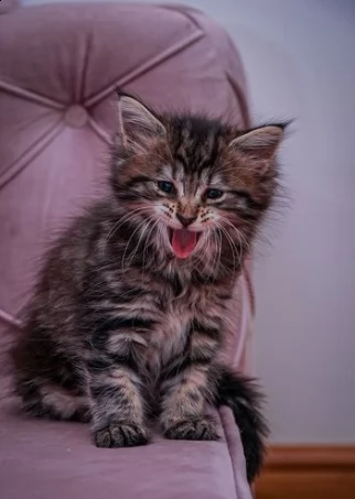 due bellissimi maine coon gattini