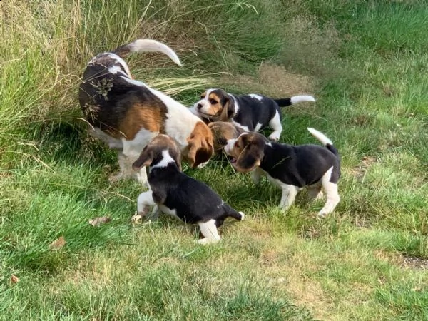 beagle cuccioli splendidi con pedigree | Foto 3