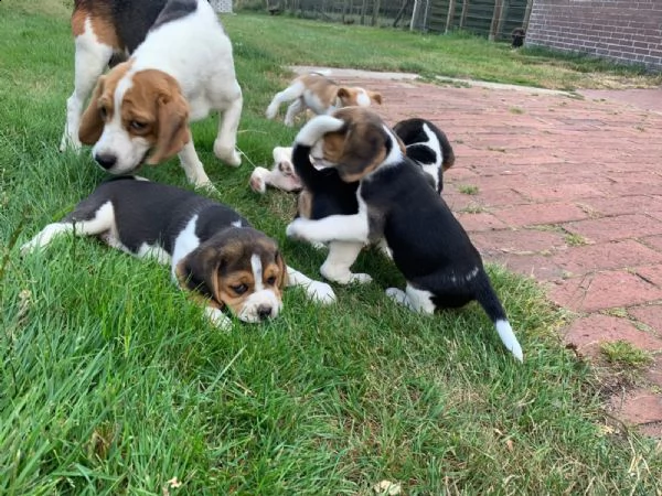 beagle cuccioli splendidi con pedigree | Foto 2