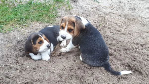 beagle cuccioli splendidi con pedigree