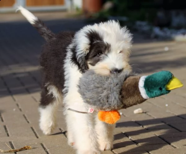 cuccioli di bobtail