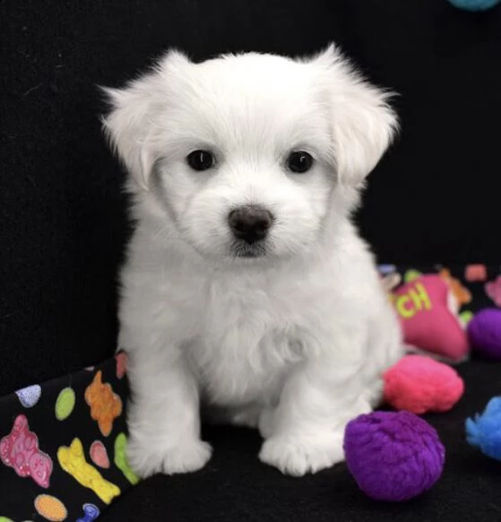 regalo bellissimi maschi e femmine maltese  cuccioli