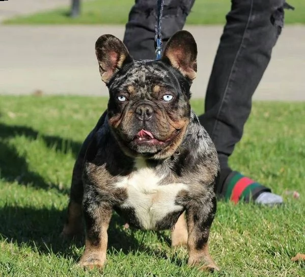 cuccioli di bulldog francese per l'adozione