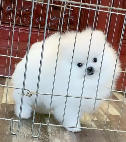 cuccioli di pomerania toy | Foto 0