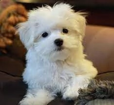 cuccioli di maltese | Foto 1