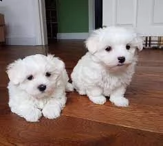 cuccioli di maltese