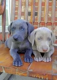 i cuccioli di weimaraner hanno bisogno di una nuova famiglia