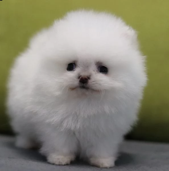 cuccioli di pomerania per l'adozione