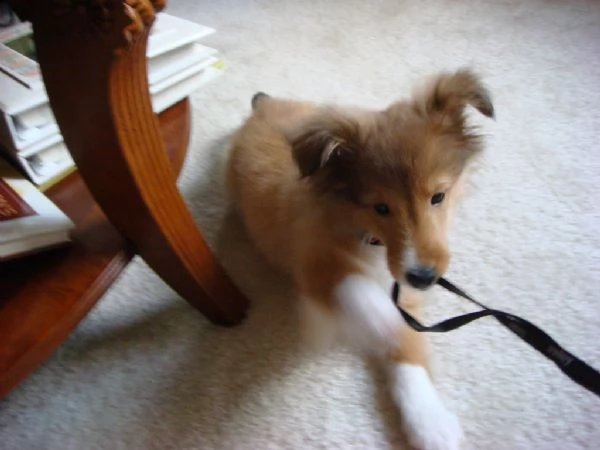 cuccioli di shetland sheepdog | Foto 1