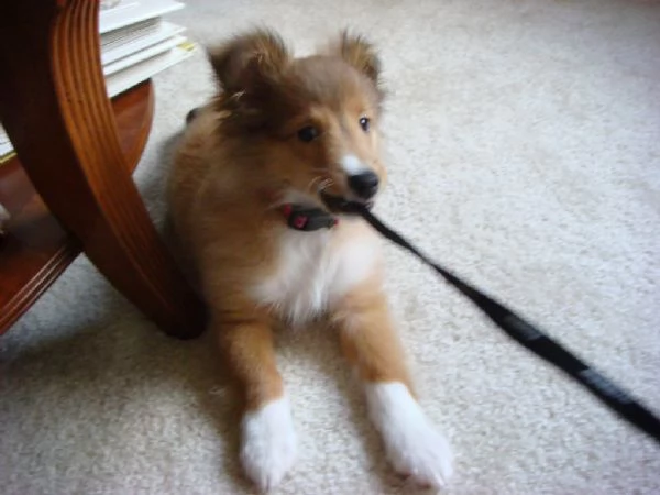 cuccioli di shetland sheepdog