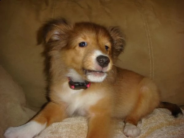 cuccioli di shetland sheepdog | Foto 0