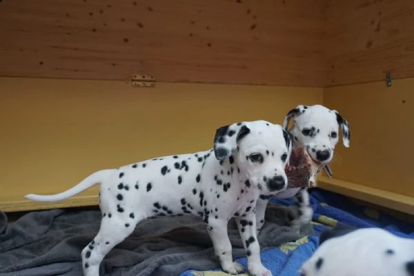 meravigliosa cucciolata di dalmata | Foto 0