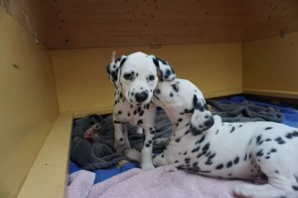 meravigliosa cucciolata di dalmata