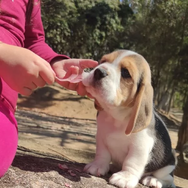   regalo beagle cuccioli meravigliosi ! 