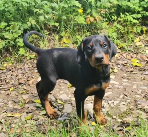 bellissima cucciolata di dobermann