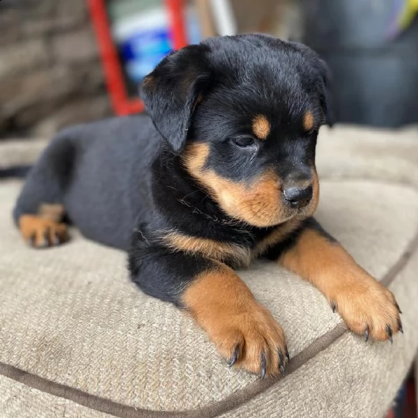 regalo cuccioli dal pelo corto rottweiler 