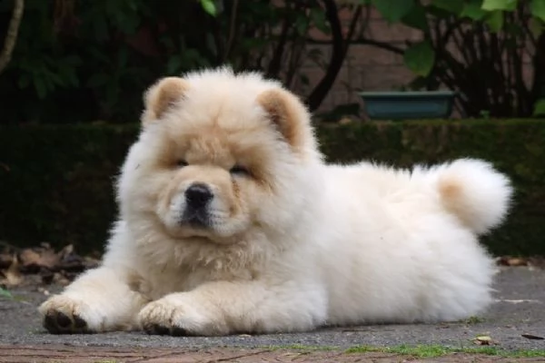 cuccioli di chow chow | Foto 2