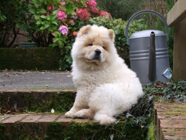 cuccioli di chow chow | Foto 1