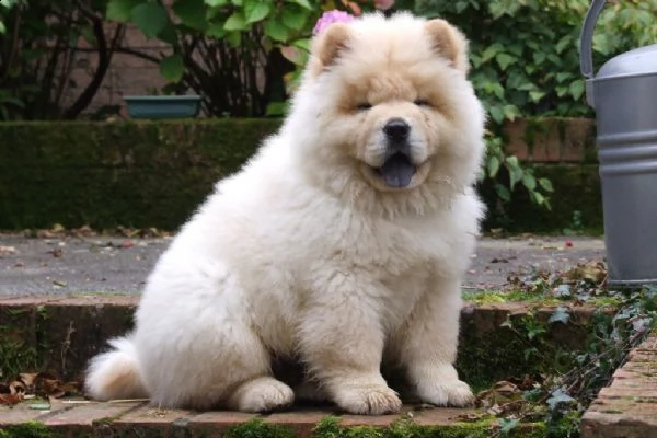 cuccioli di chow chow