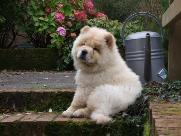 cuccioli di chow chow | Foto 0