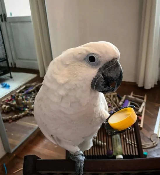 coppia di cacatua in adozione