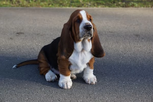 cuccioli di bassethound | Foto 2