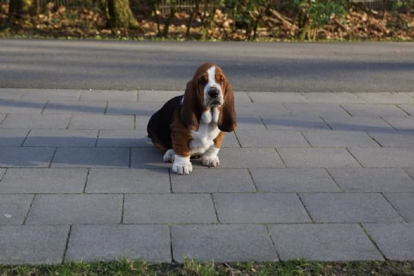 cuccioli di bassethound | Foto 0